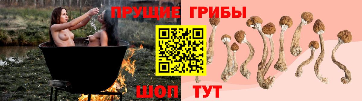 Псилоцибиновые грибы Psilocybe Выборг